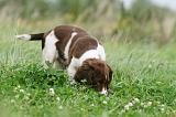 SPRINGER SPANIEL 068